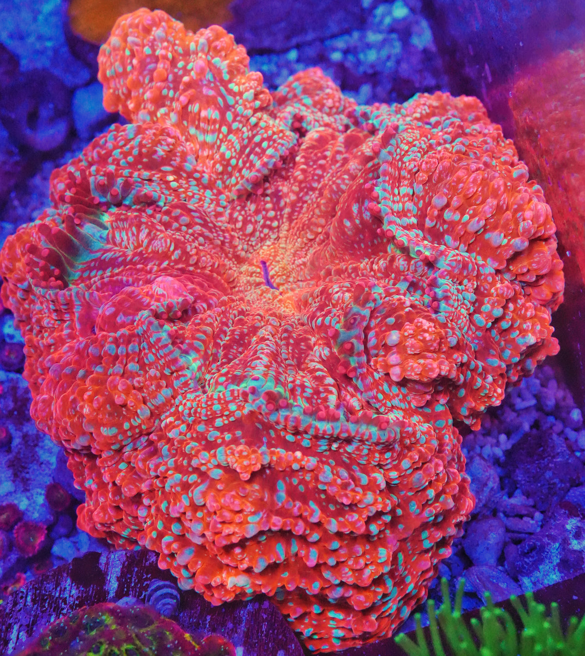 WYSIWYG Supernova Acanthophyllia LPS Coral (ML)