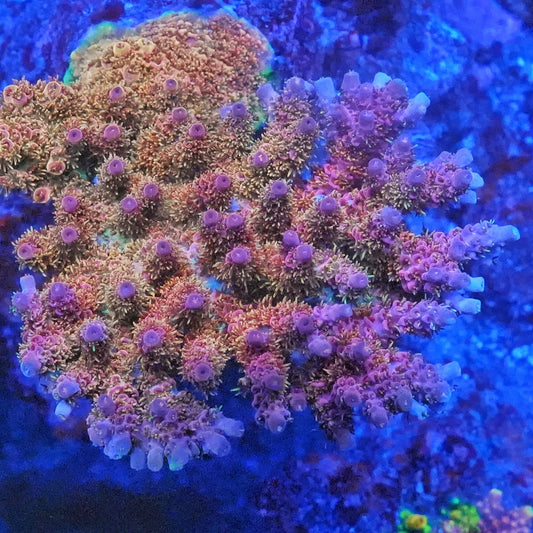 Premium Acropora Frag - SPS Coral (CUT TO ORDER)
