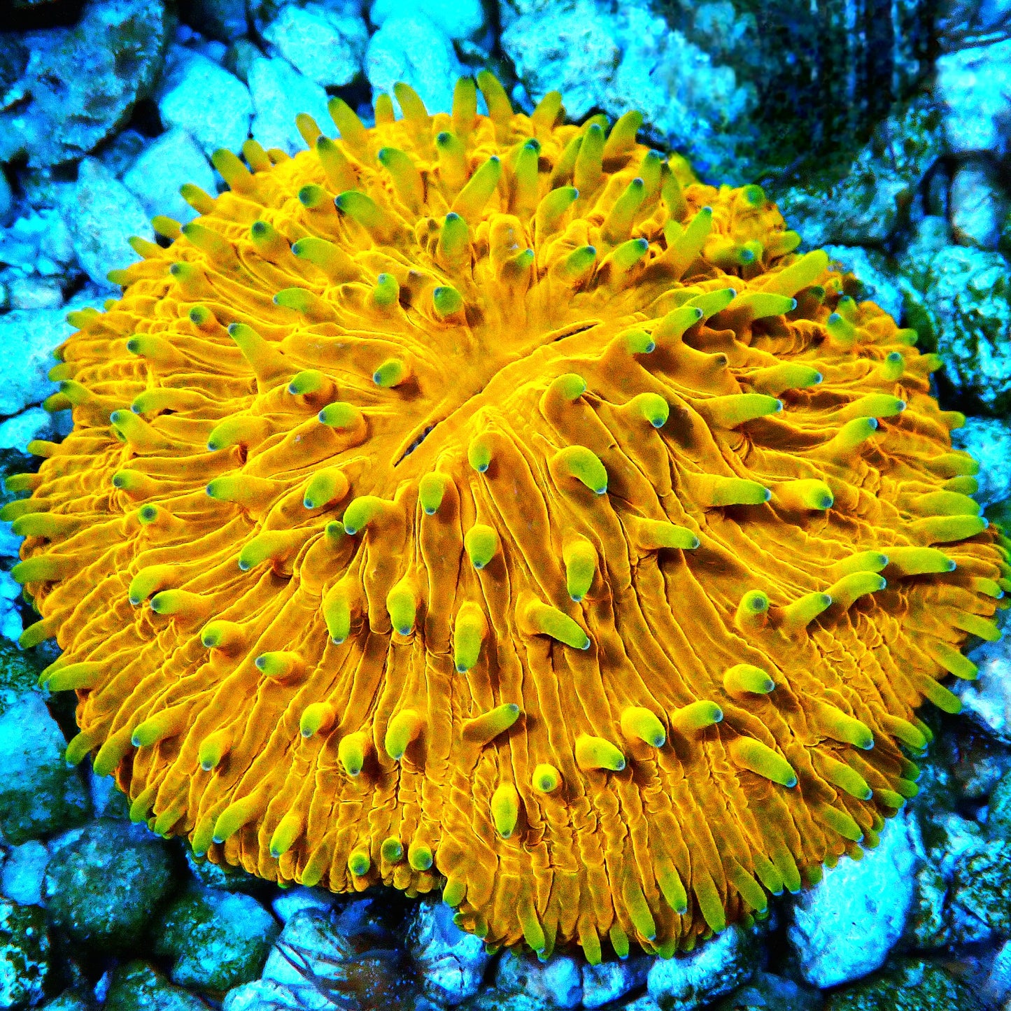 WYSIWYG Indo Fungia Plate Coral