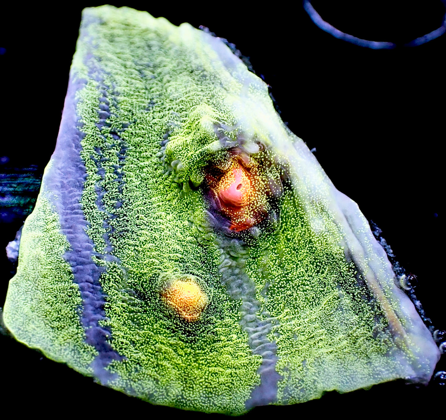 WYSIWYG Wild Child Chalice LPS Coral Frag