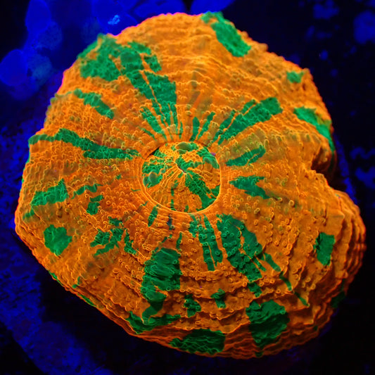 WYSIWYG Captive Bred Reverse Bleeding Apple Scolymia Australis (S)