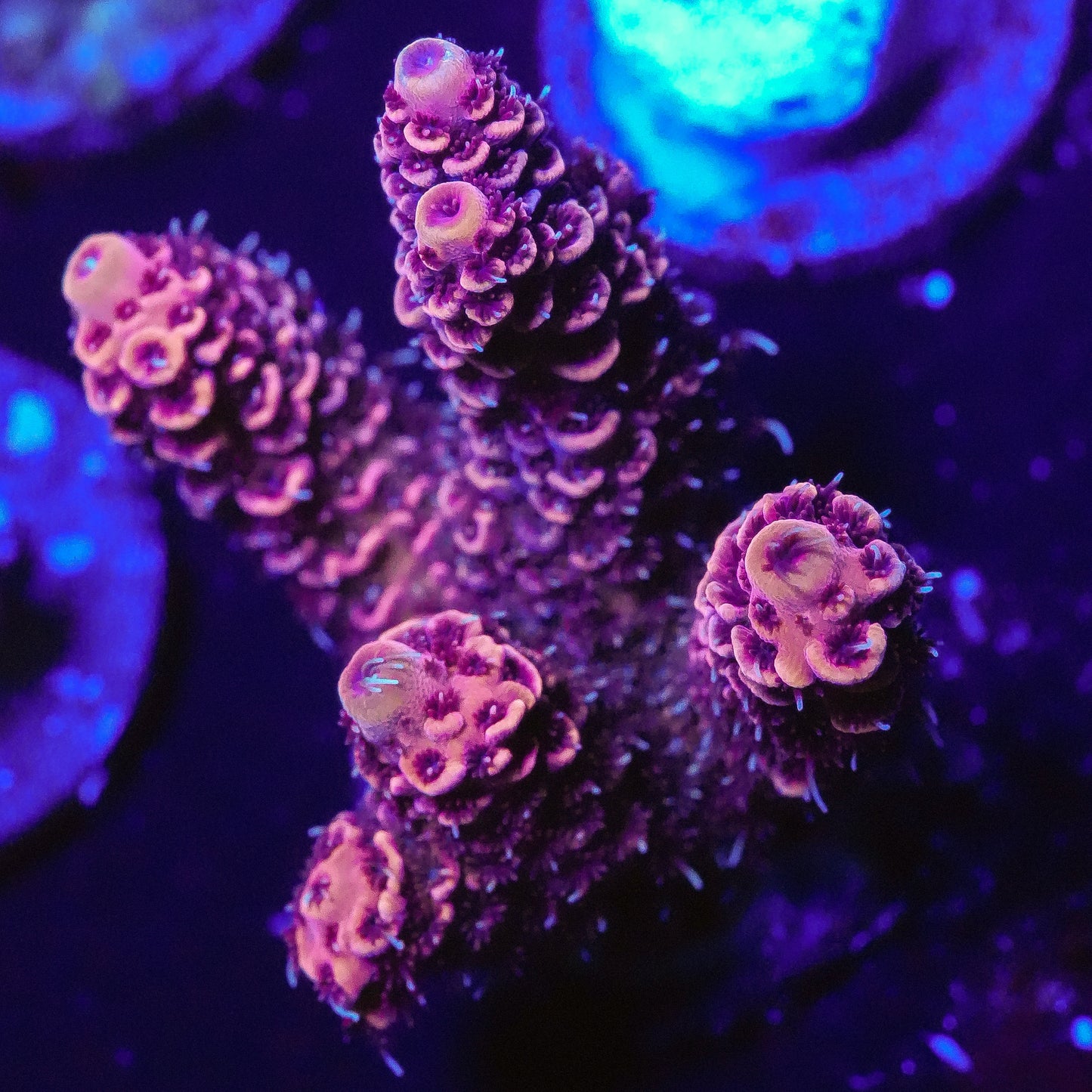 WYSIWYG Acropora Millepora SPS Frag (L)
