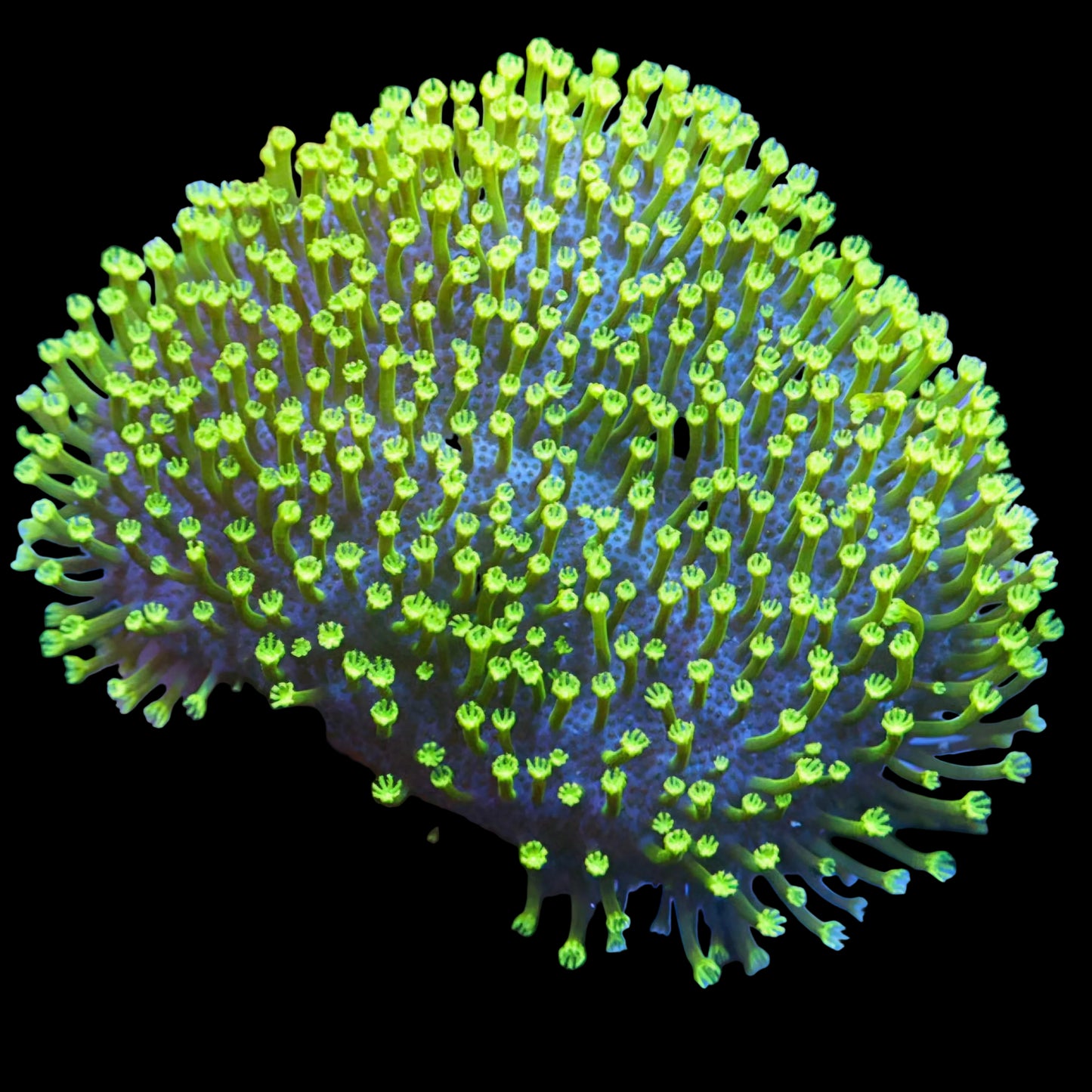 WYSIWYG Japanese Toadstool Leather Coral