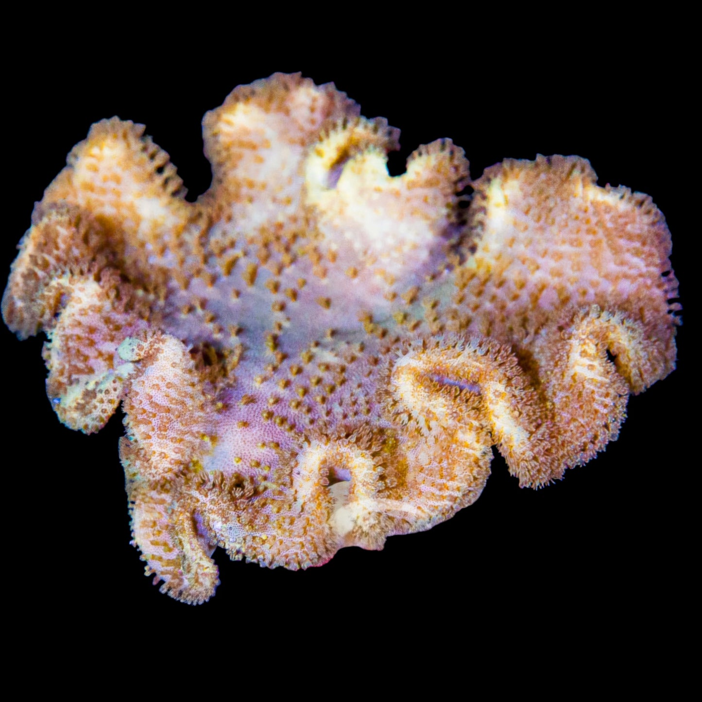 WYSIWYG Fiji Yellow Leather Coral (L)
