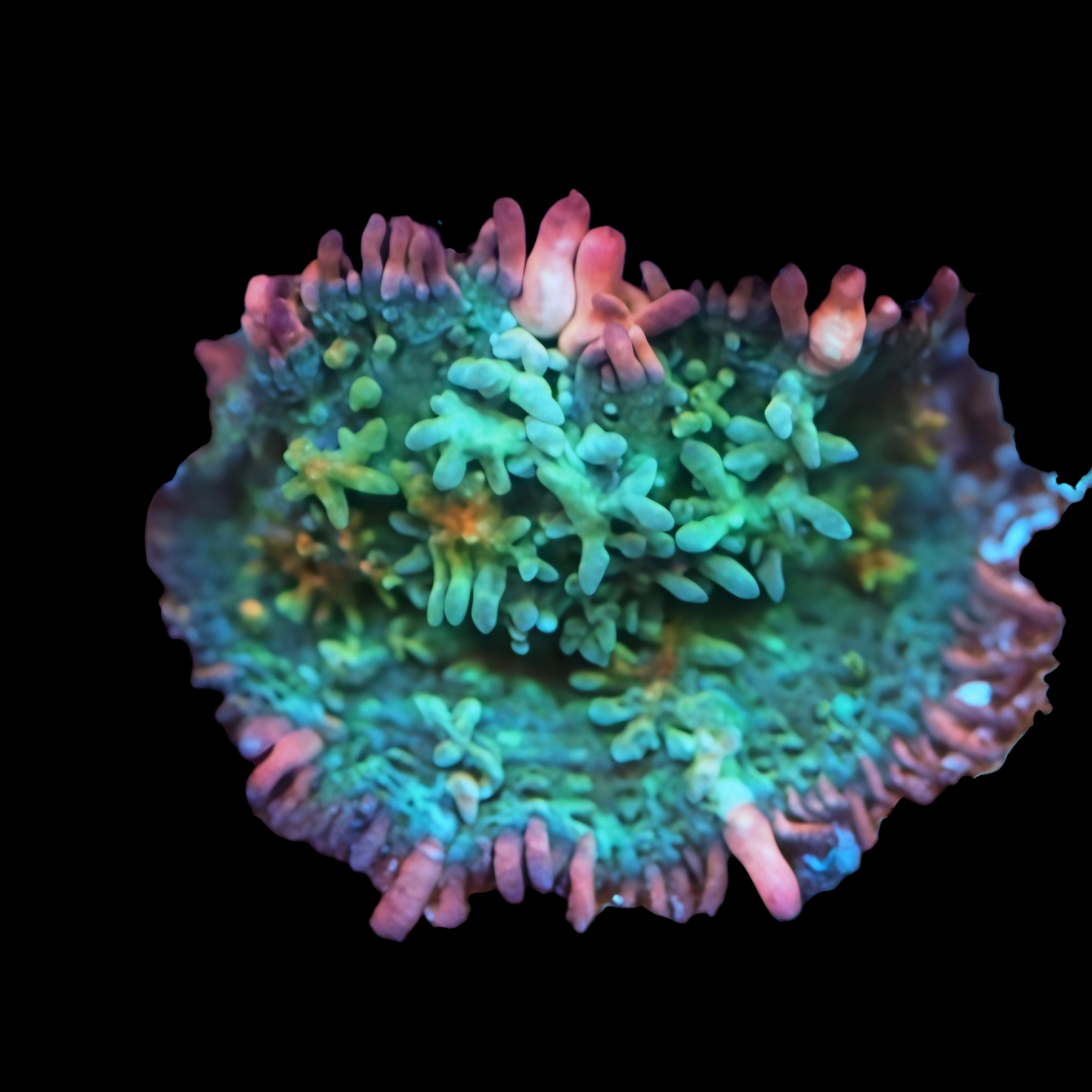 WYSIWYG Rainbow Frankenstein Mushroom Soft Coral (S)