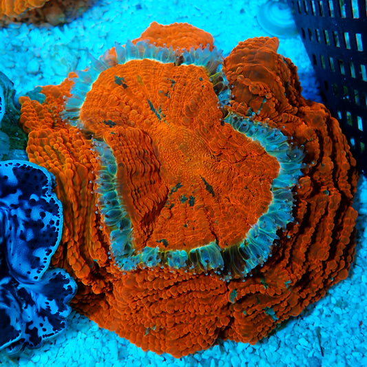 WYSIWYG- Indo Electric Orange Acanthophyllia
