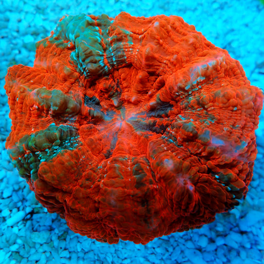 WYSIWYG - Indo Florida Gators Acanthophyllia