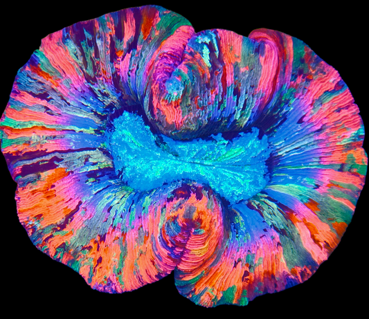 WYSIWYG Galactic Mirage Trachyphyllia LPS Coral (L)