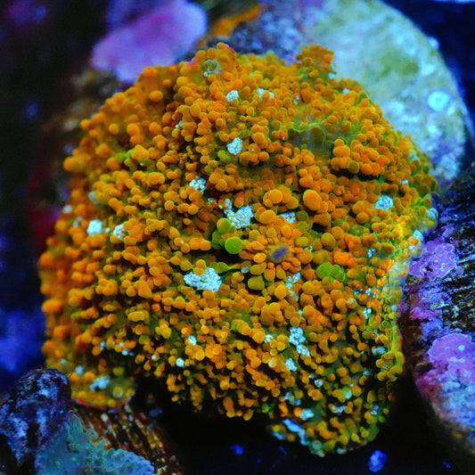 WYSIWYG Aussie Mushroom Soft Coral (M)