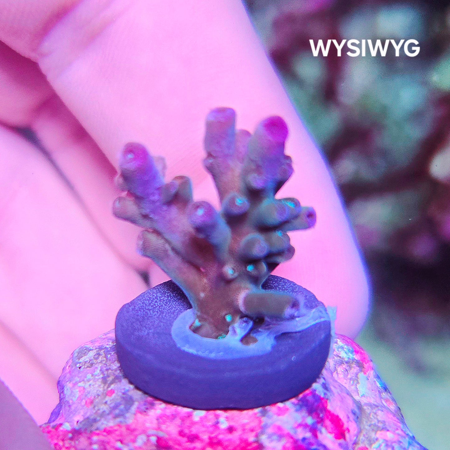 WYSIWYG Smoothie Acropora - SPS Coral Frag