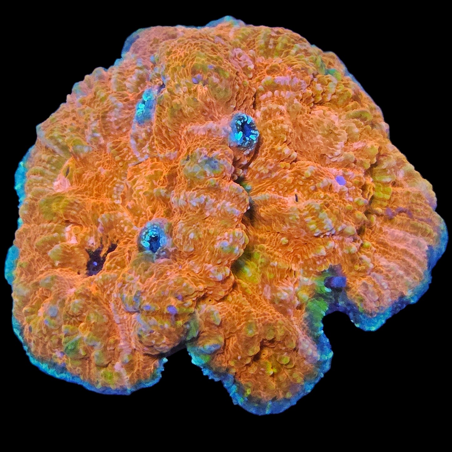 WYSIWYG Fuzzy Peach Chalice LPS Coral Colony (ML)