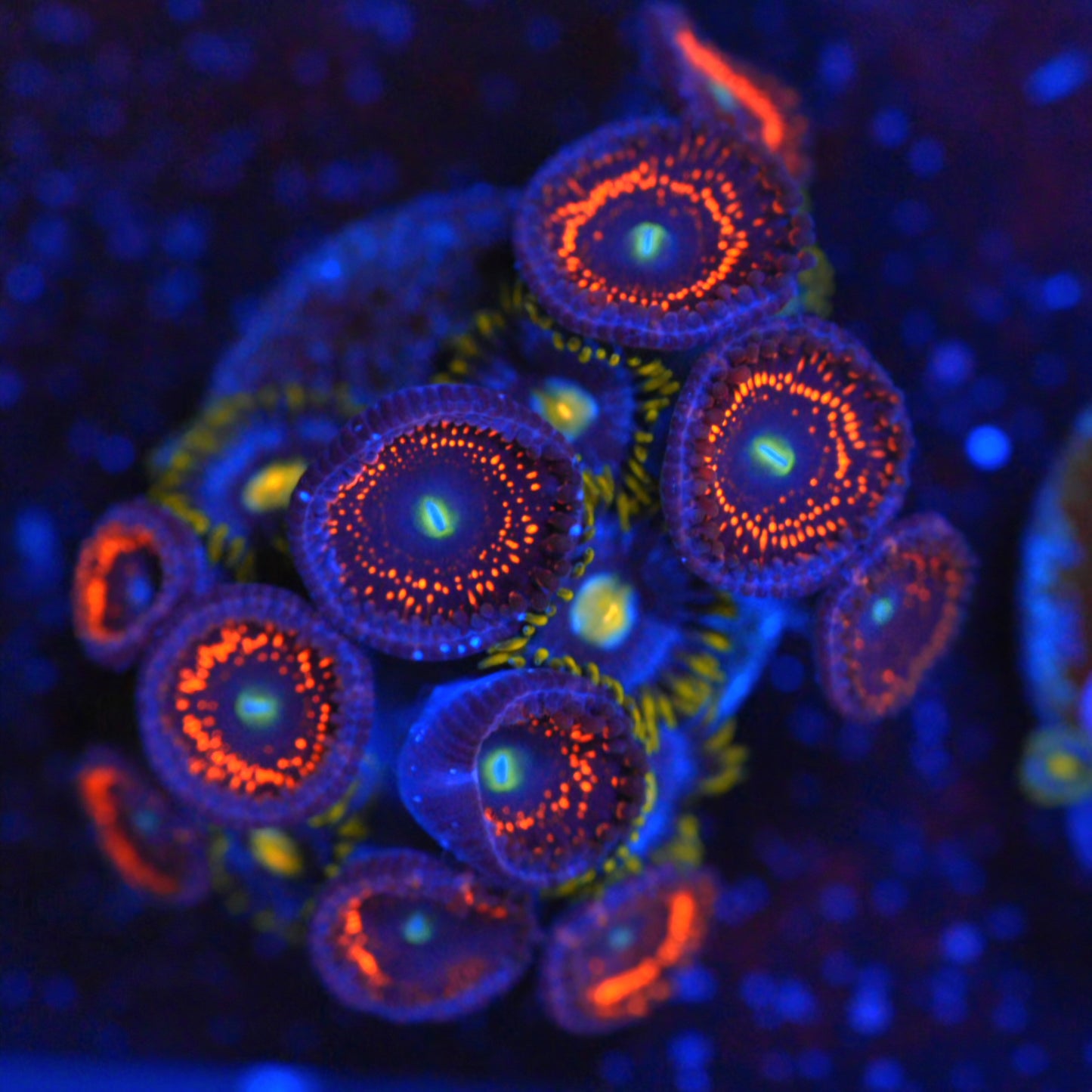 WYSIWYG Zoanthids Combo Frag