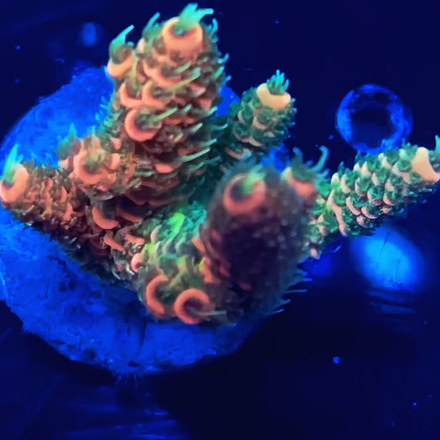 WYSIWYG Acropora Millepora SPS Frag (XL)