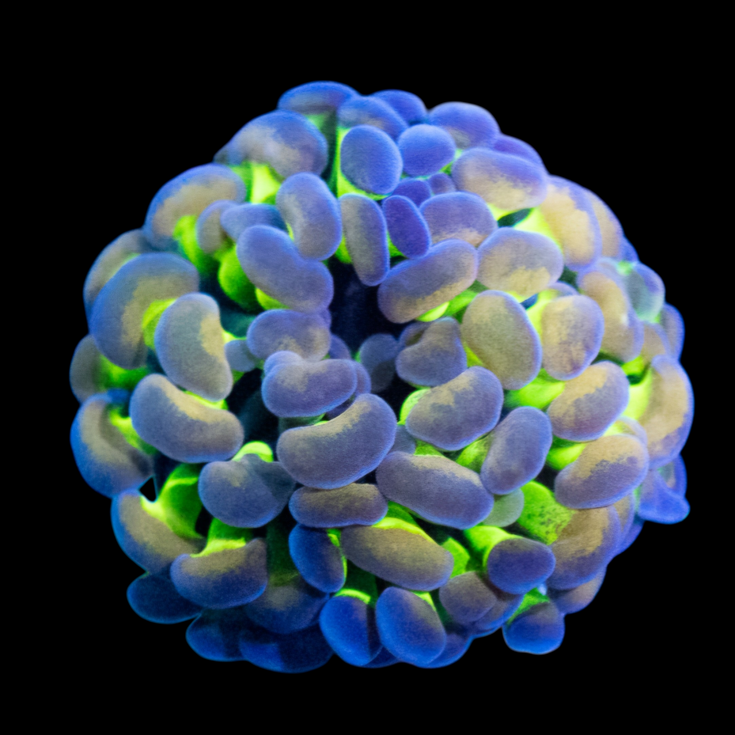 WYSIWYG Hologram Branch Hammer LPS Frag