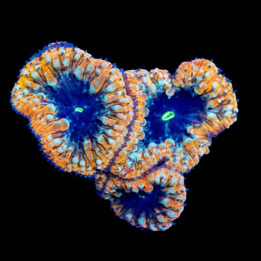 WYSIWYG Crème Brûlée Blastomussa LPS Coral Colony (S)