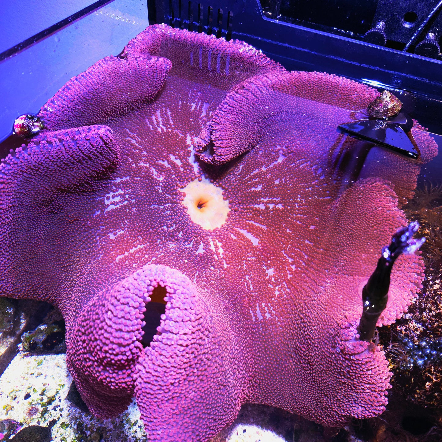 WYSIWYG Red/Pink Carpet Anemone (XL)