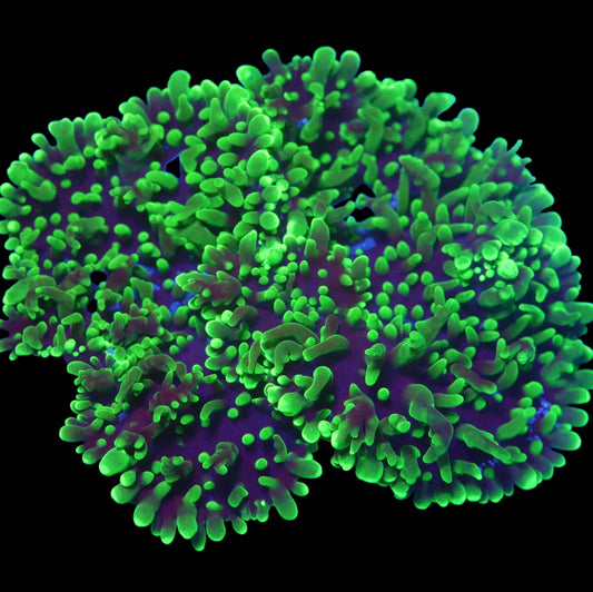 WYSIWYG Australian Green Hairy Mushroom Frag (2P)
