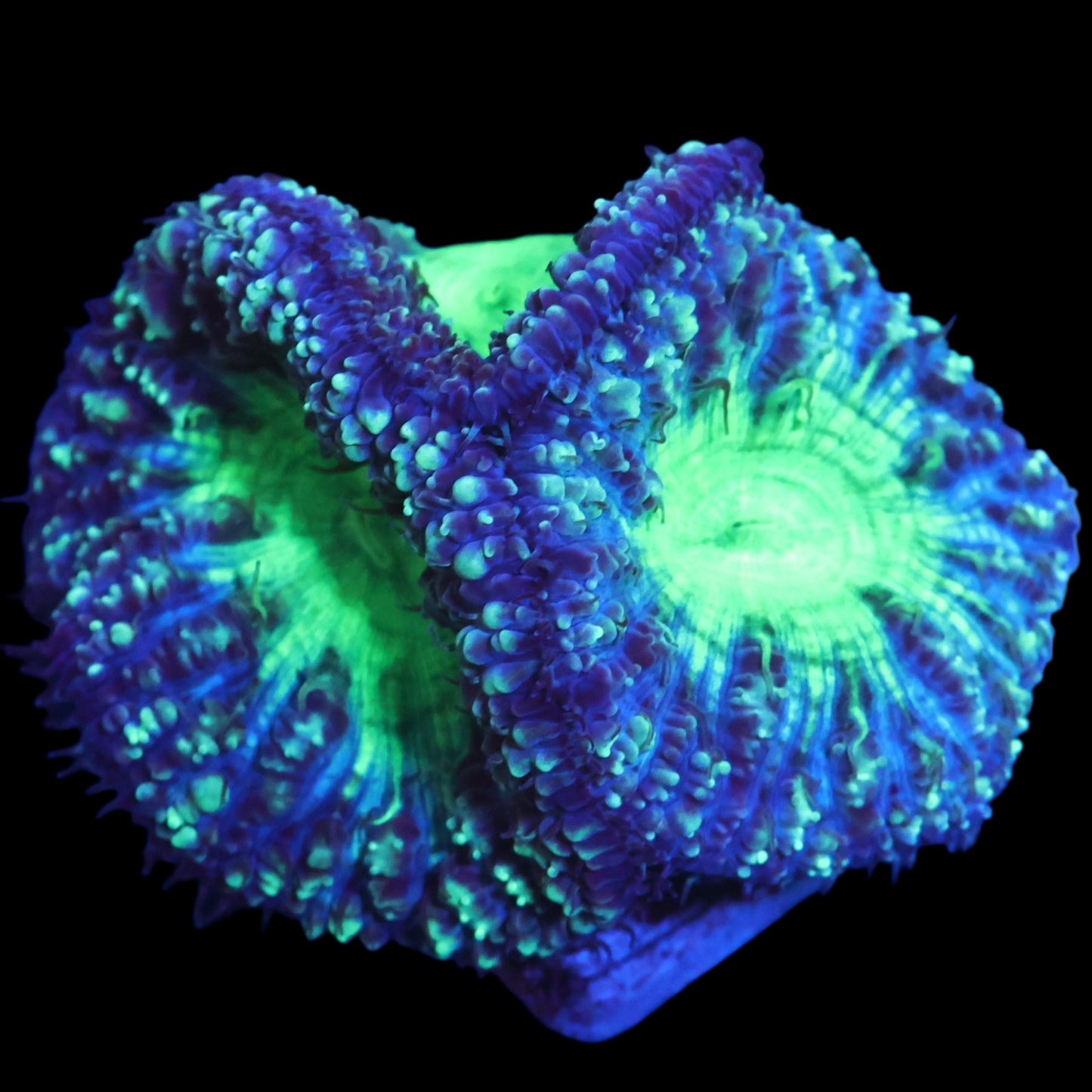 WYSIWYG Indo Toxic Ice Blastomussa LPS Coral