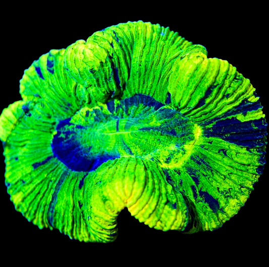 WYSIWYG - Aussie Ultra Neon Splatter Trachyphyllia LPS Coral (M)