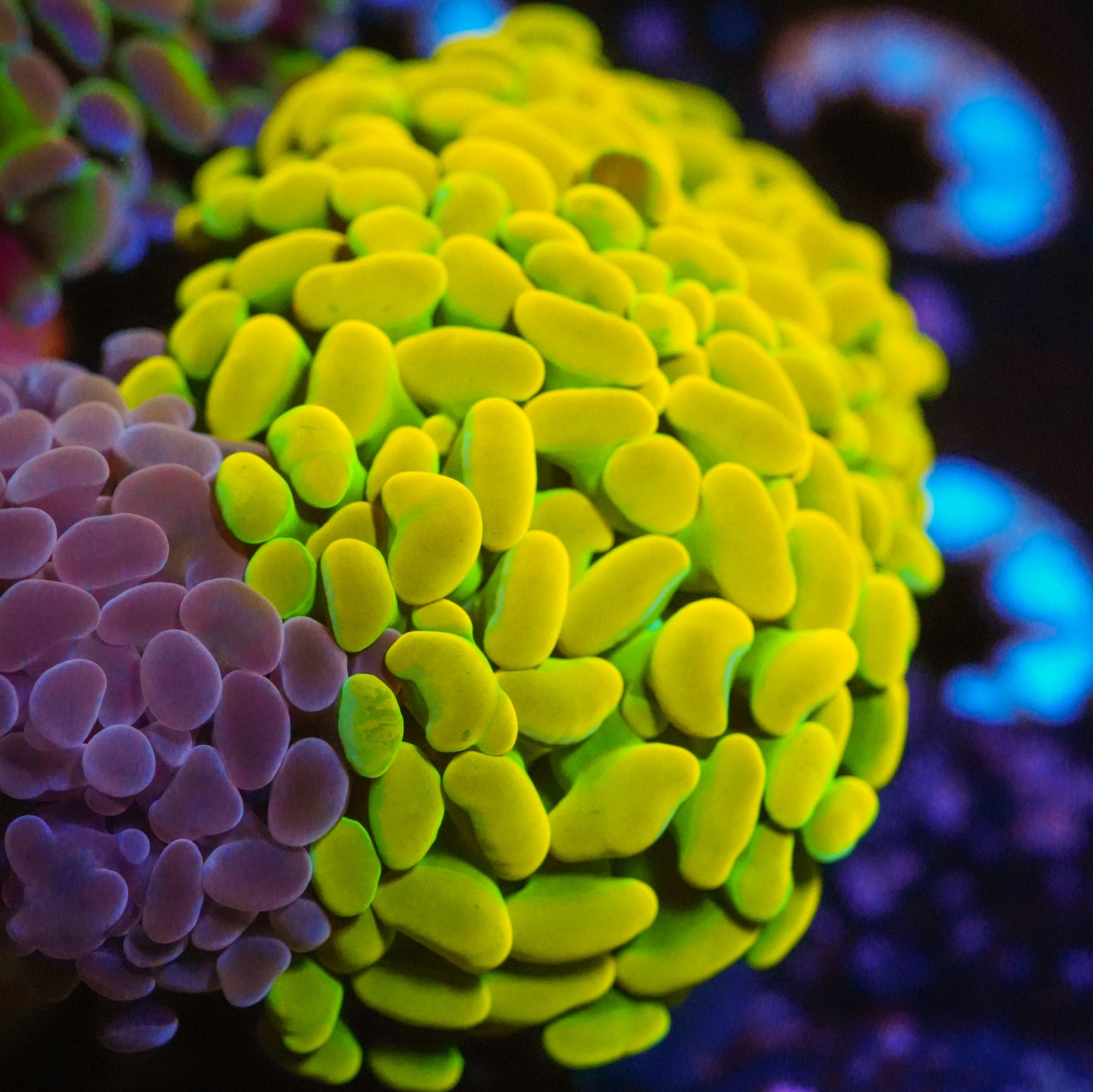 WYSIWYG Indo Holy Grail  Branching Hammer LPS Frag (2H)