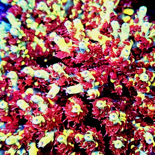 WWC Afterparty Acropora Frag - SPS Coral (Cut to Order)