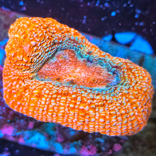 WYSIWYG Strawberry Splash Bowerbanki LPS Coral (M)