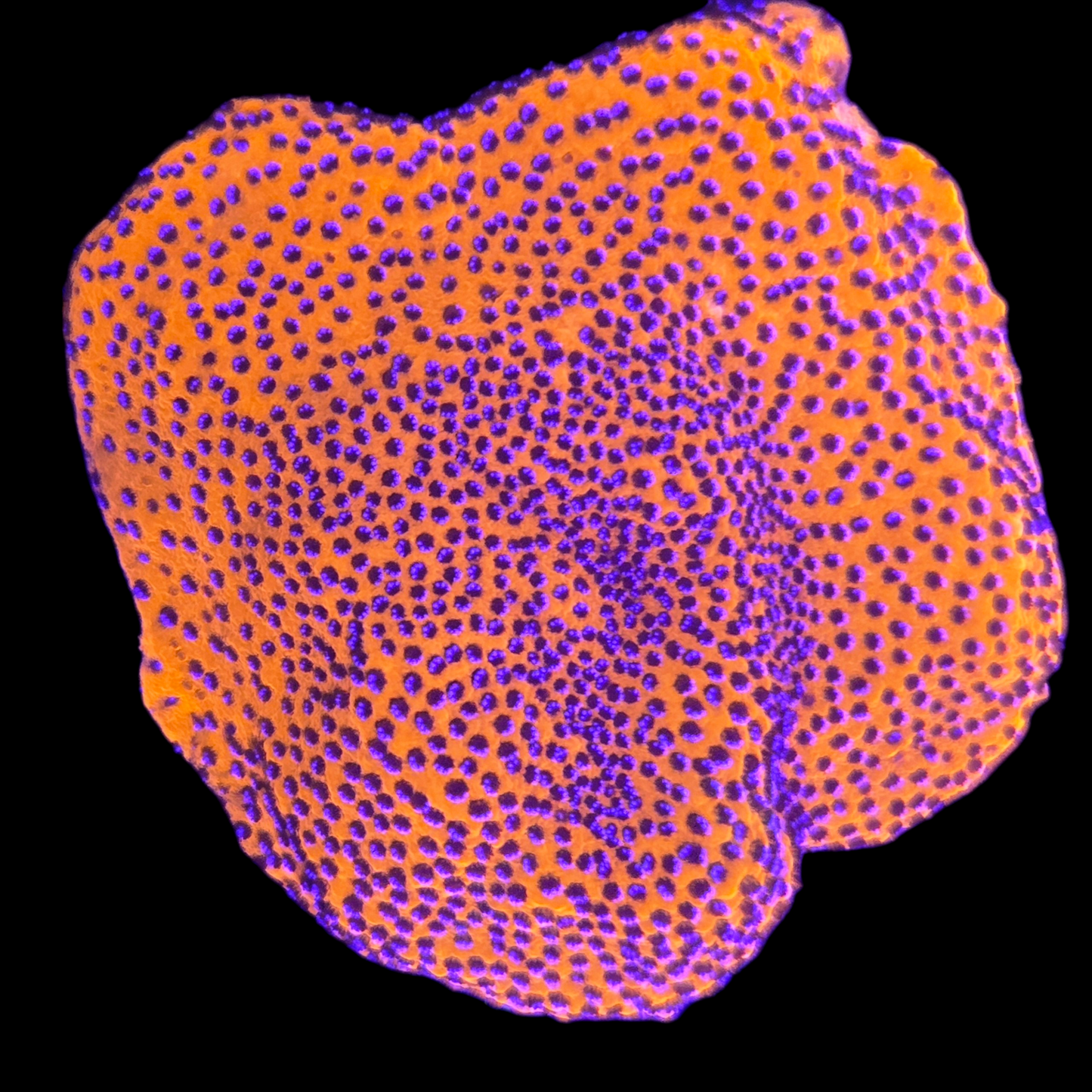 WYSIWYG - Mystic Sunset Montipora SPS Frag (L)