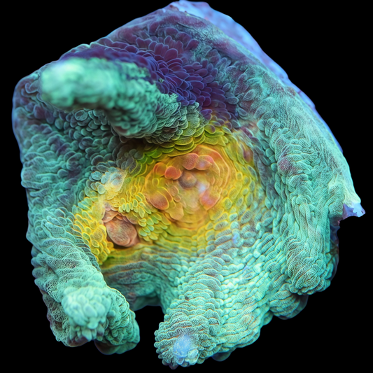 WYSIWYG Rainbow Pectinia LPS Frag