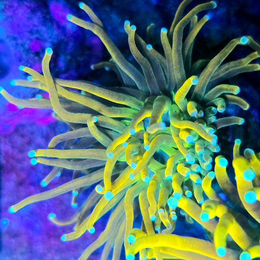 WYSIWYG - Master Torch Coral Frag - LPS Coral