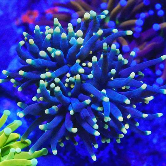 WYSIWYG Black Light Torch LPS Coral (SplittingX3)