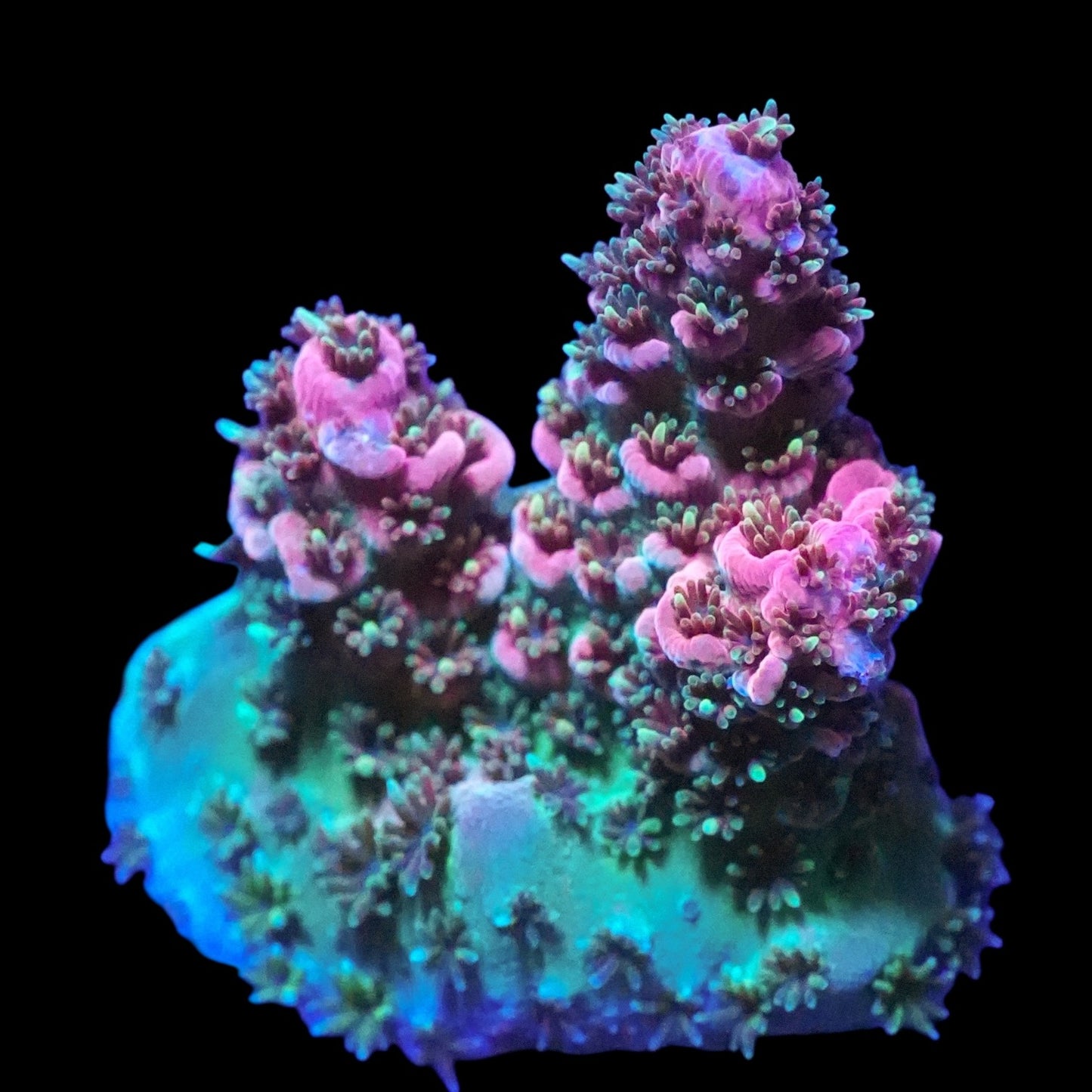 WYSIWYG Acropora Millepora SPS Frag (M)