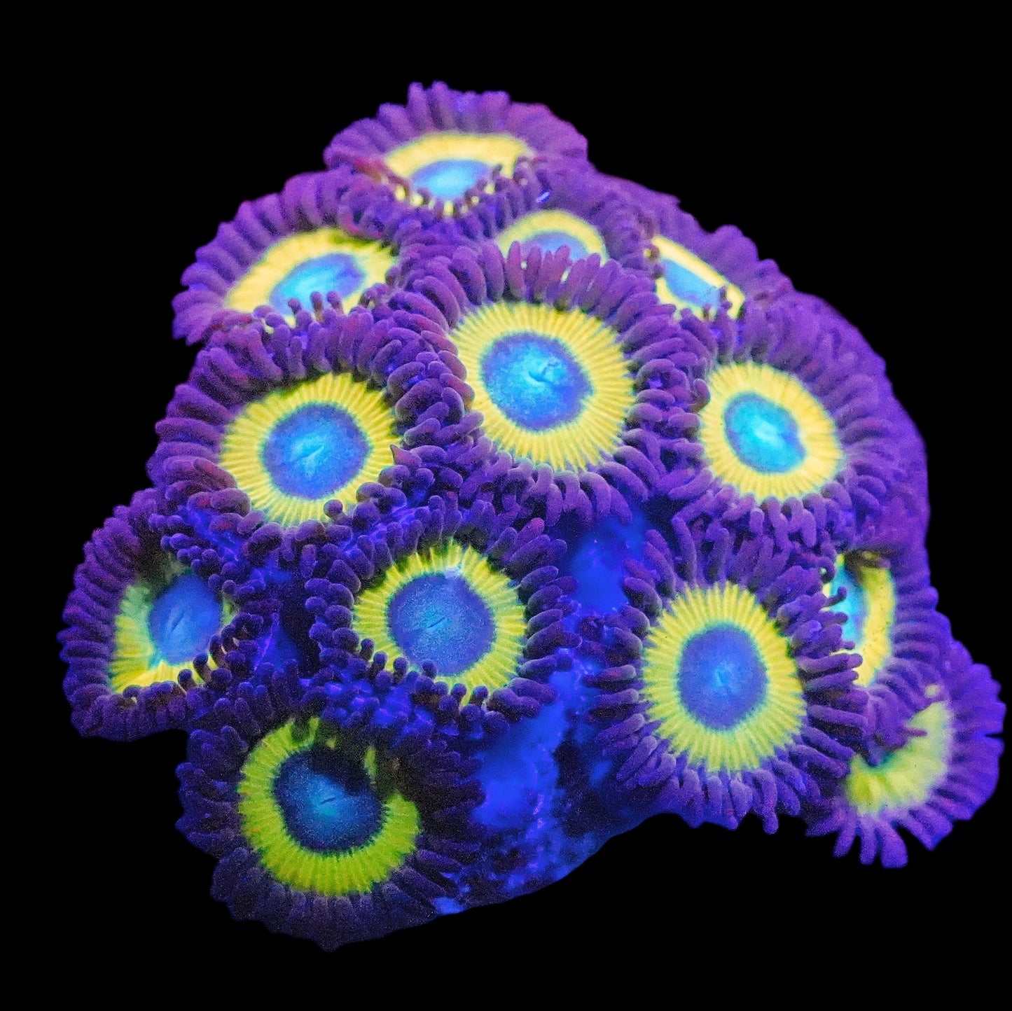 WYSIWYG Belladonna Zoanthids Frag