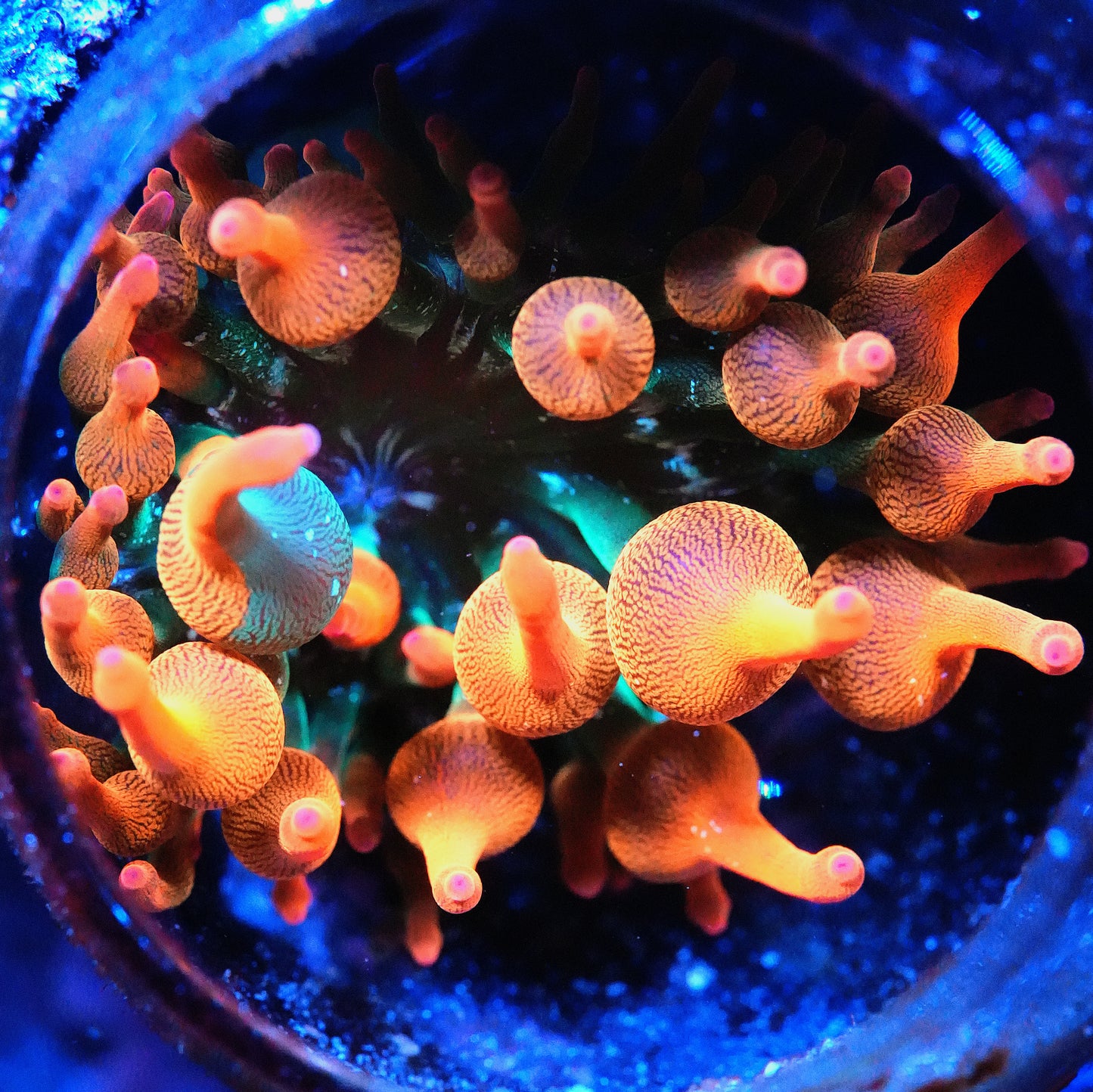 WYSIWYG ECC Nexus Burst Bubble Tip Anemone