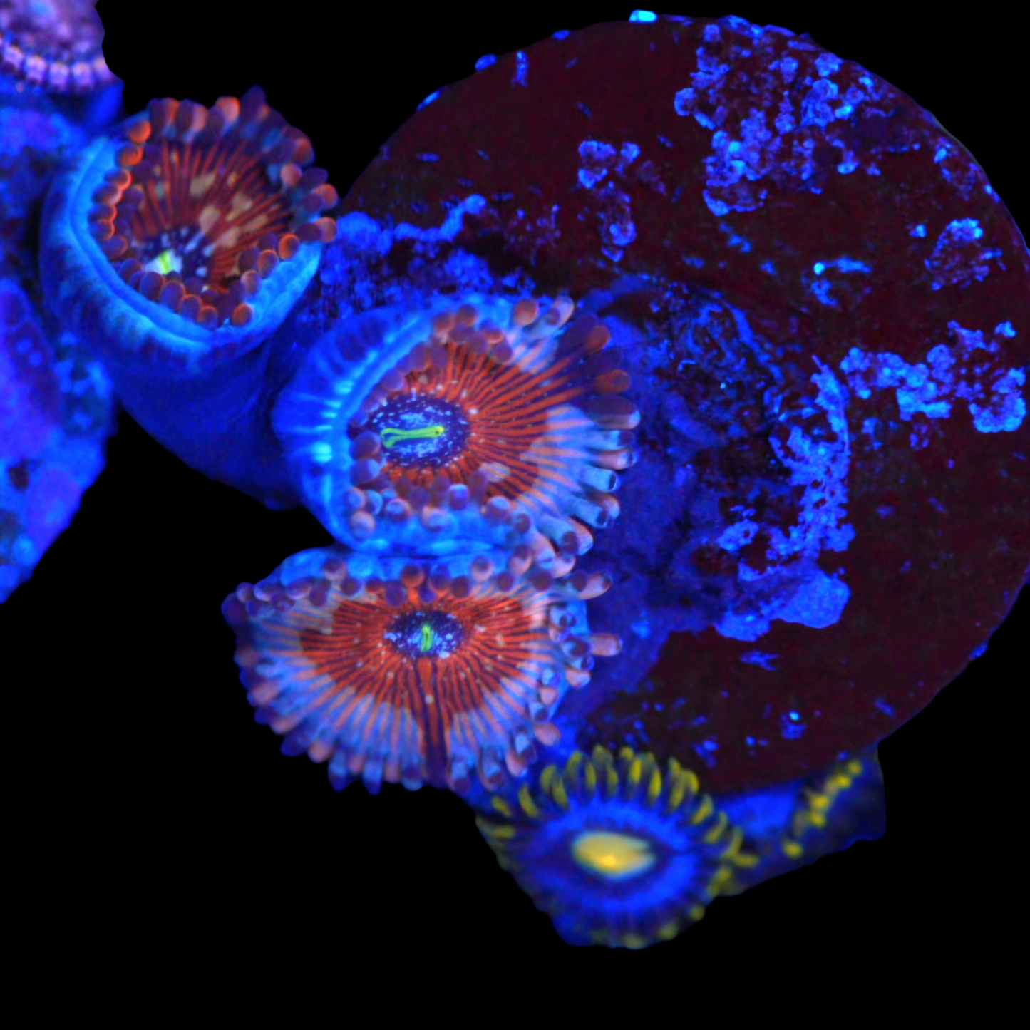 WYSIWYG Zoanthids Combo Frag