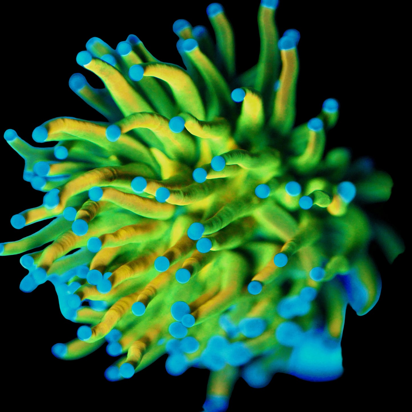 WYSIWYG - Holy Grail Kalimantan Torch LPS Frag (1H)