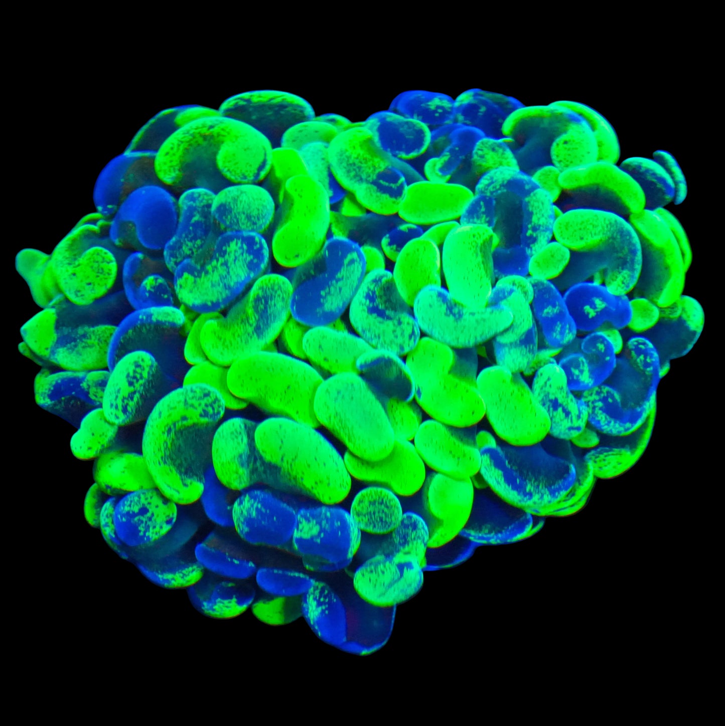 WYSIWYG Splatter Branching Hammer LPS Coral (2.5H)