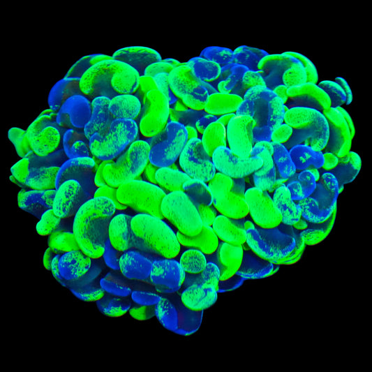 WYSIWYG Splatter Branching Hammer LPS Coral (2.5H)