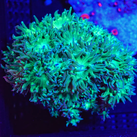 WYSIWYG Duncan LPS Coral Colony