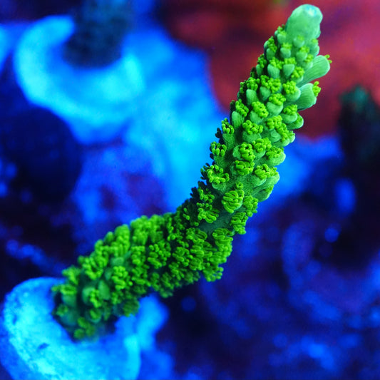 WYSIWYG Bali Green Slimer Acropora XL Frag