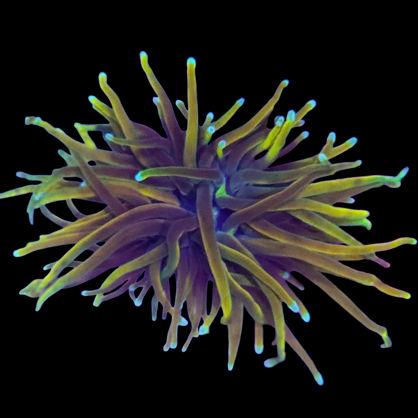 WYSIWYG Indo Gold LPS Torch Coral Frag (1H)