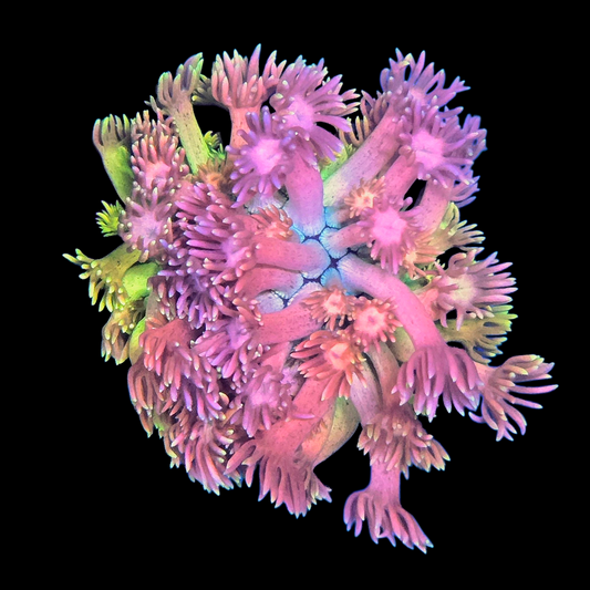 WYSIWYG Barbie Party Goniopora LPS Colony (M)