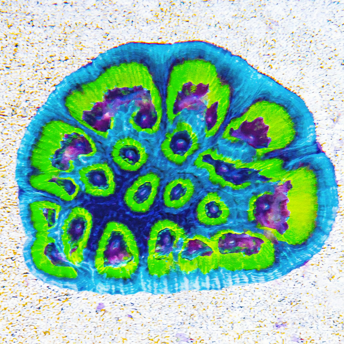 ECC Slightly Sinister Favia LPS Coral Frag (CUT TO ORDER)