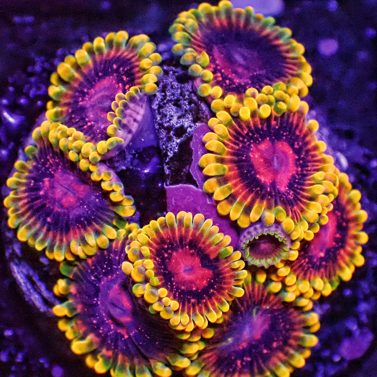 Jedi Mind Trick Zoanthids Frag (CUT TO ORDER)