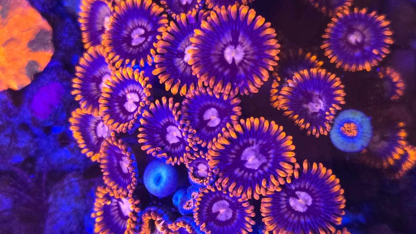 Red Zoanthids (Unknown Trade Name) (CUT TO ORDER)