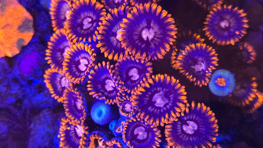 Red Zoanthids (Unknown Trade Name) (CUT TO ORDER)