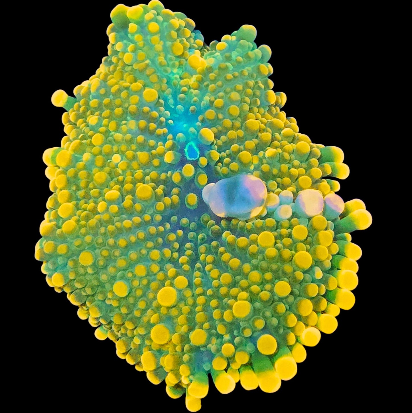 WYSIWYG Lemon Lime Bounce Mushroom Soft Coral (ML)
