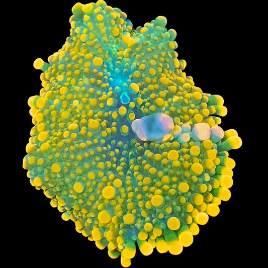 WYSIWYG Lemon Lime Bounce Mushroom Soft Coral (ML)