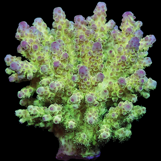 WYSIWYG Fiji Acropora SPS Colony