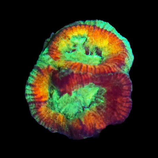 WYSIWYG ECC Hypo Tango Favia LPS Coral Frag