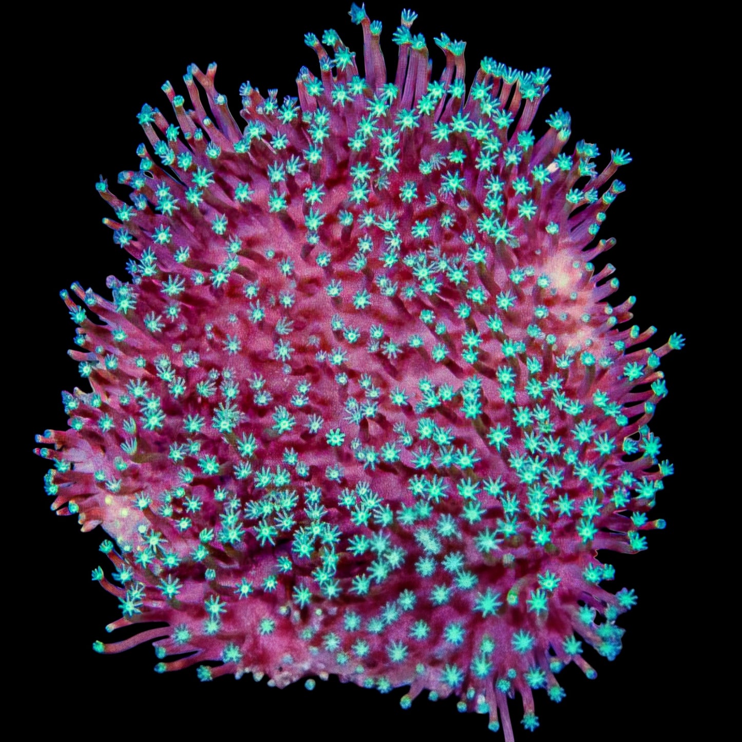 WYSIWYG Aussie Toadstool Leather Coral (ML)